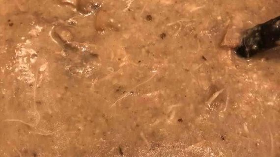 Sup cream jamur ayam Ala Liska Noya