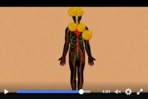 Bagaimana Kolesterol Jika Menjalankan Diet Keto ?